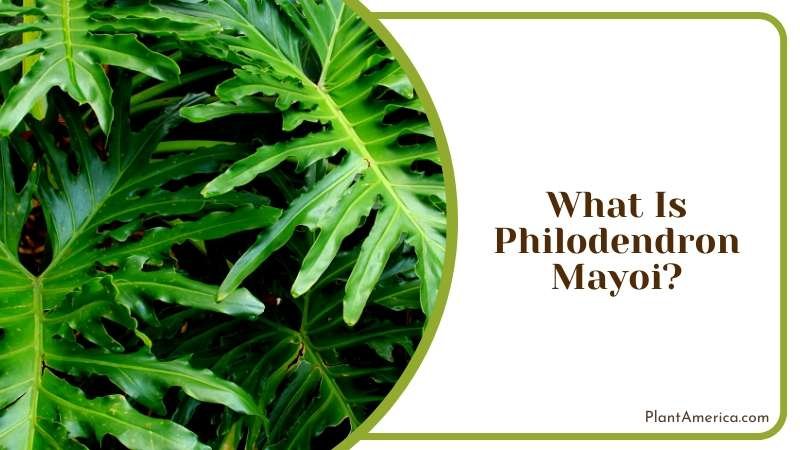 Growing for Philodendron Mayoi Plant America