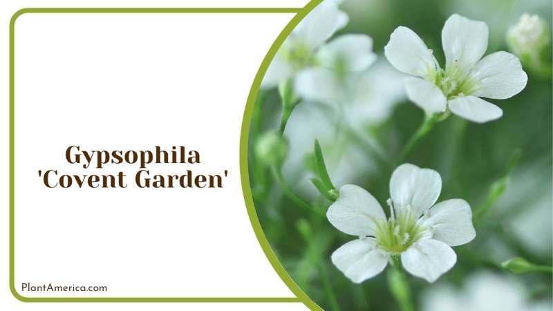 Gypsophila Covent Garden Plant America