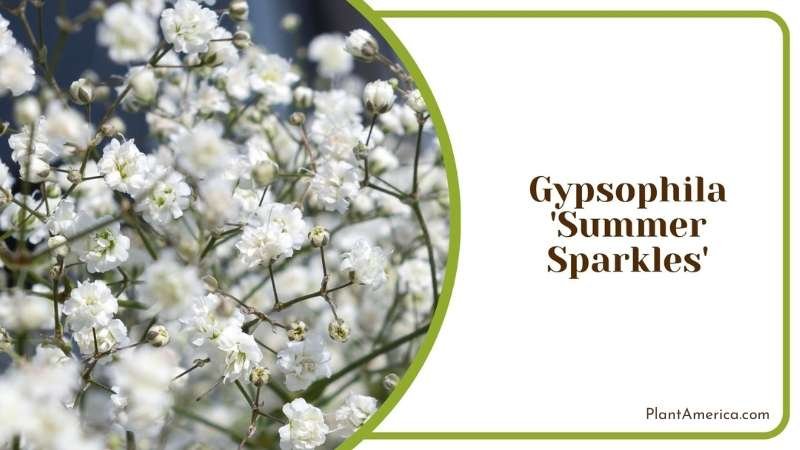 Gypsophila Summer Sparkles Plant America