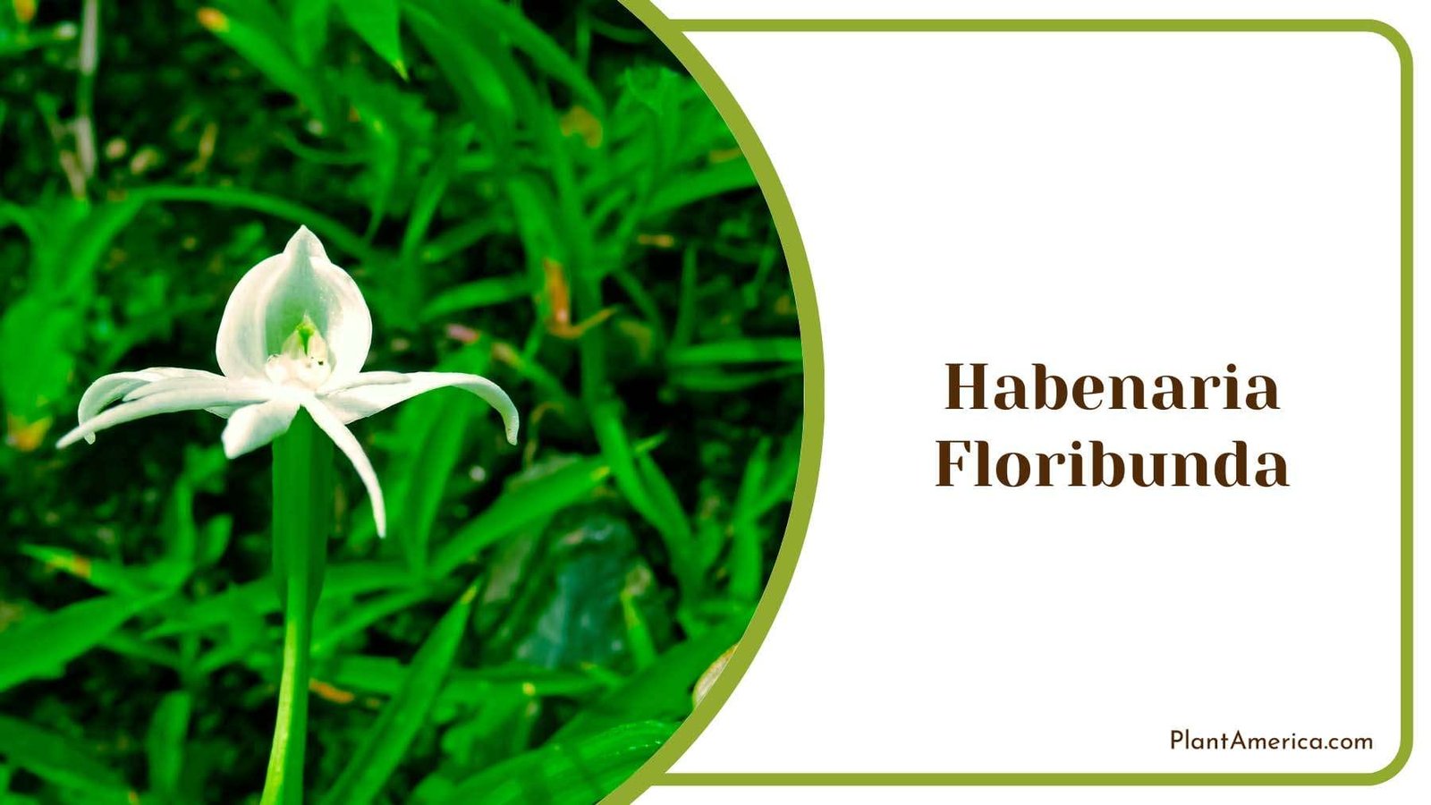 Habenaria Floribunda Elliptic Leaves Plant America