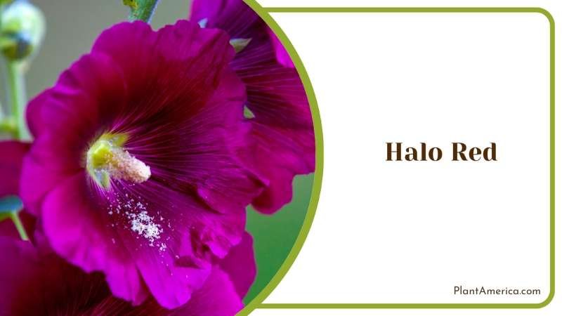Halo Lavender Flowers Plant America
