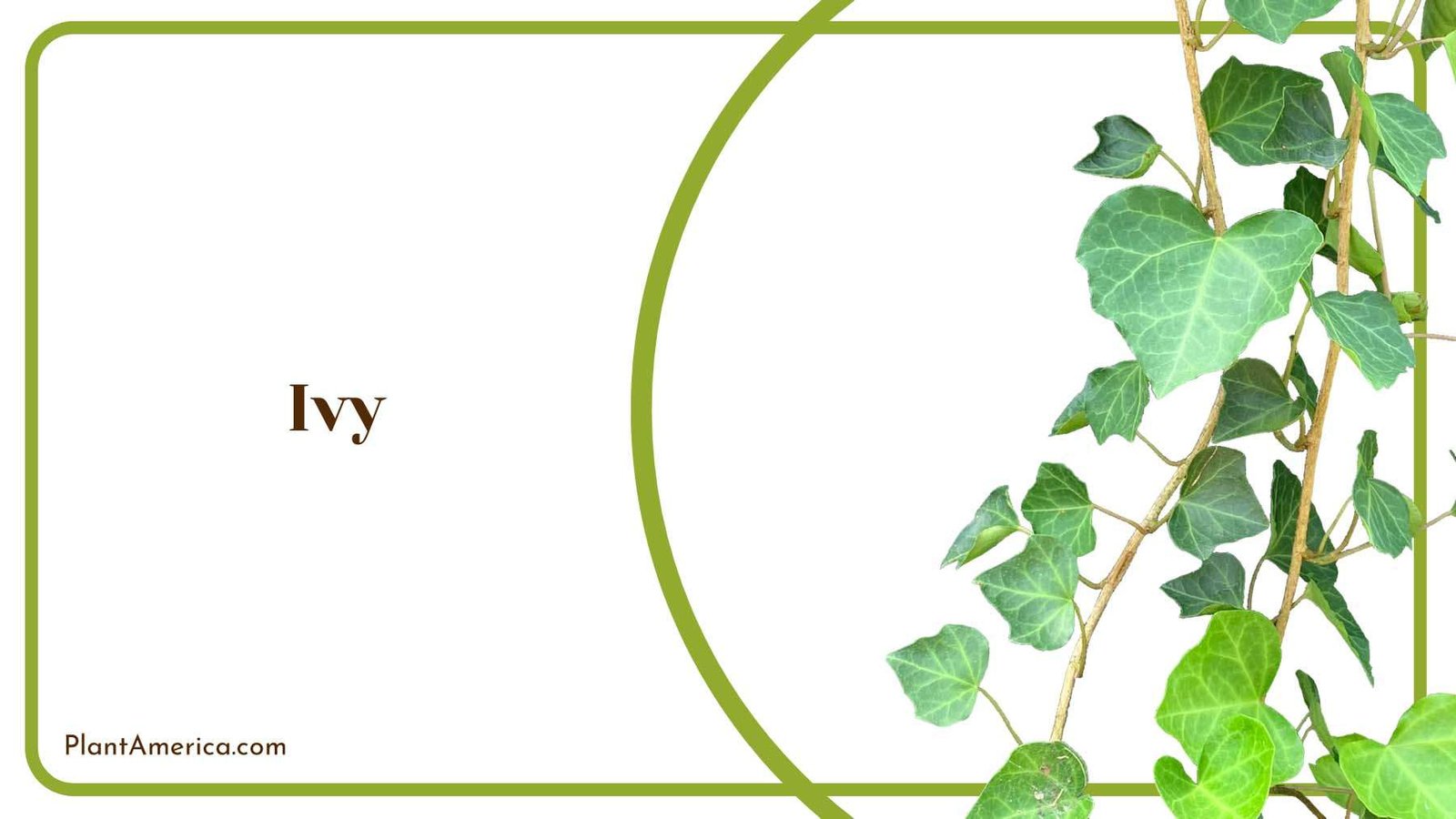 Hanging Evergreen Ivy Plant America