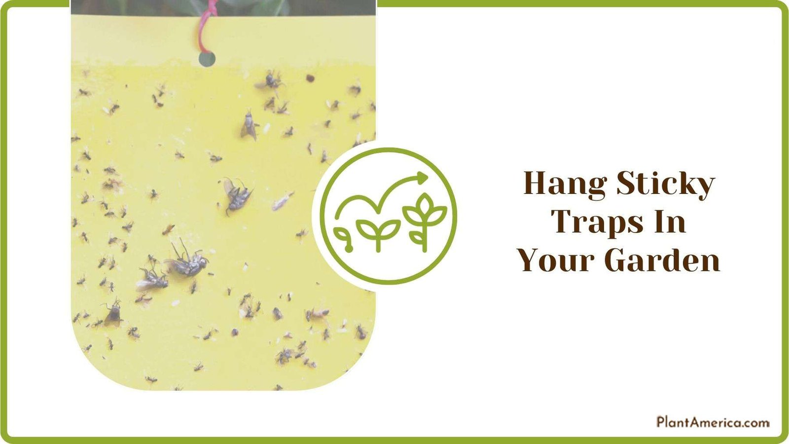 Hanging Sticky Traps In Your Garden Plant America