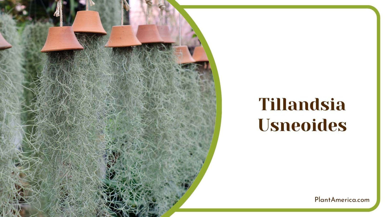 Hanging Tillandsia Usneoides Plant America