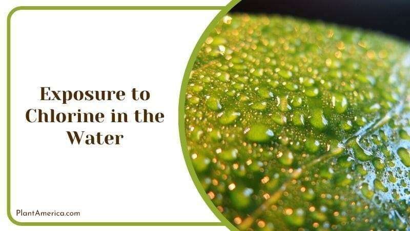 Hard Water Bad Effects On Plants Exposure to Chlorine Plant America Hard Water Bad Effects On Plants Exposure to Chlorine Plant America