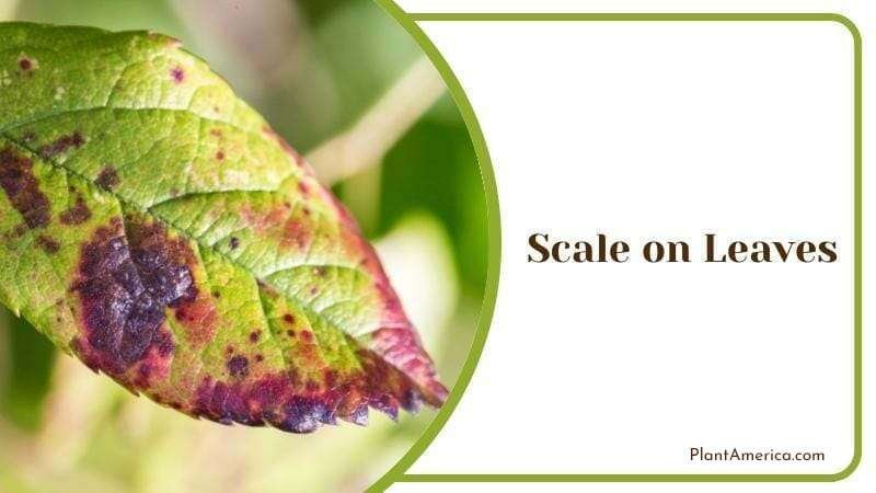 Hard Water Bad Effects On Plants Scale on Leaves Plant America Hard Water Bad Effects On Plants Scale on Leaves Plant America