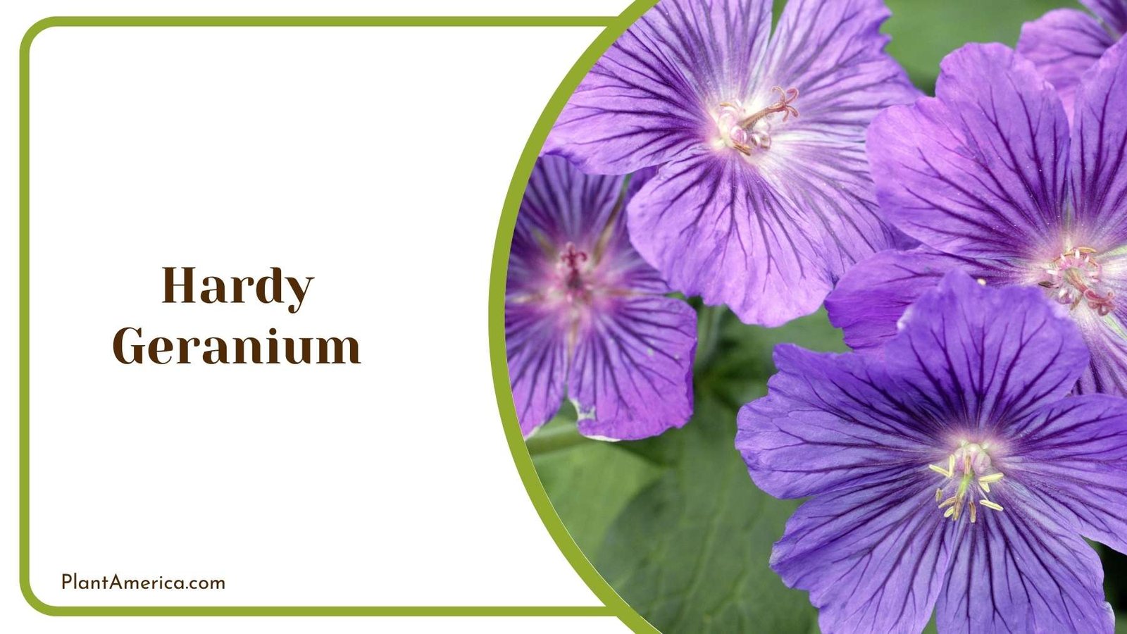 Hardy Geranium Close Up Plant America