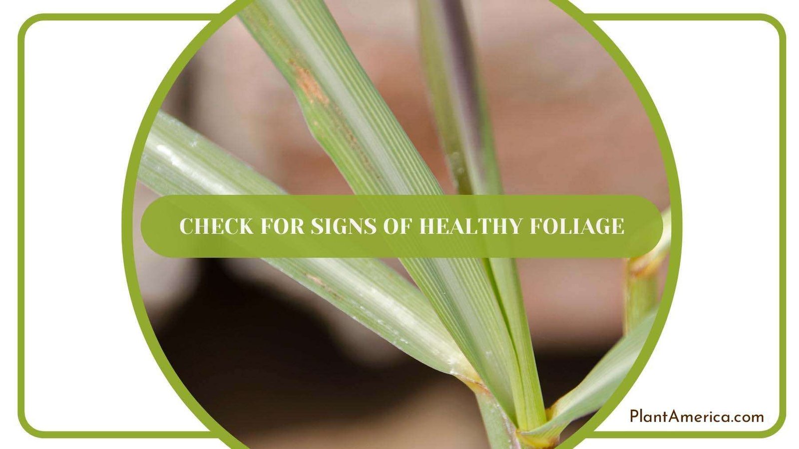 Healthy Foliage Of Citronella Plant From Closer Look Plant America