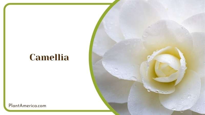 Hear breaking Camellia Plant America Hear breaking Camellia Plant America