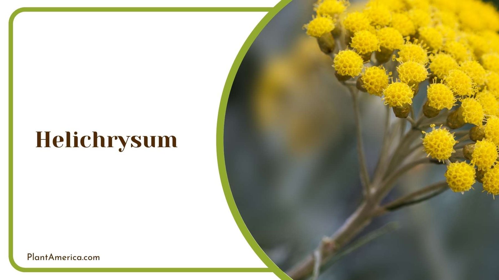 Helichrysum Plant With Yellow Blooms Plant America