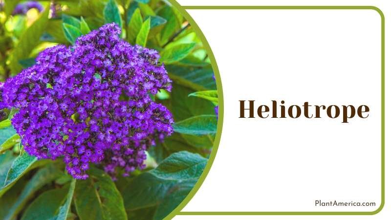 Heliotrope summer annual to go with the juniper Plant America