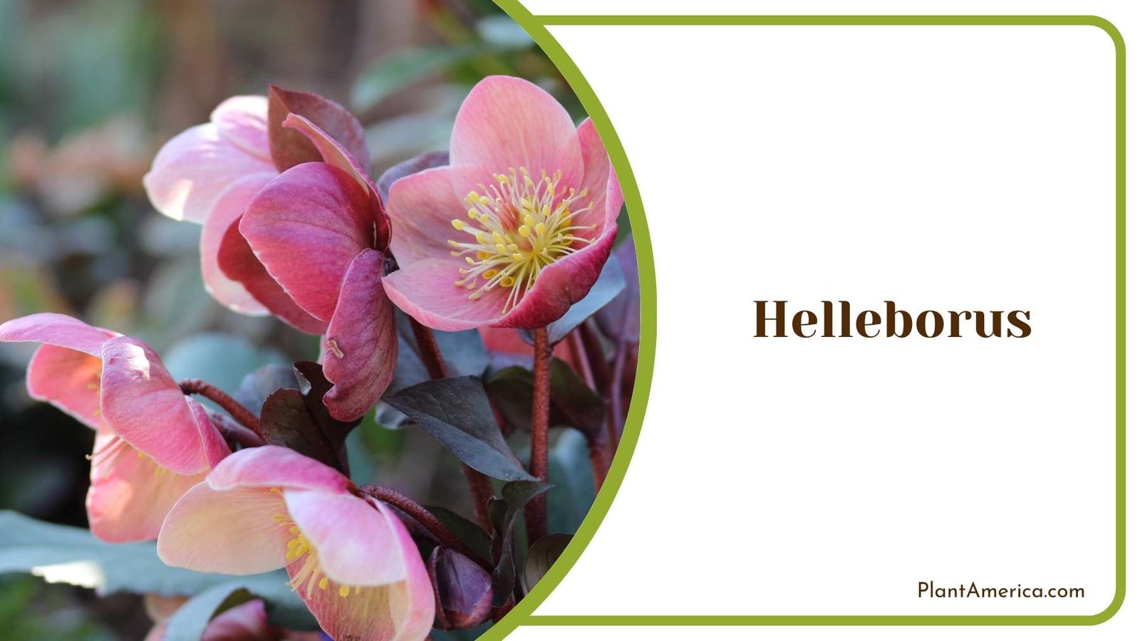 Helleborus Bloom In Pink Plant America