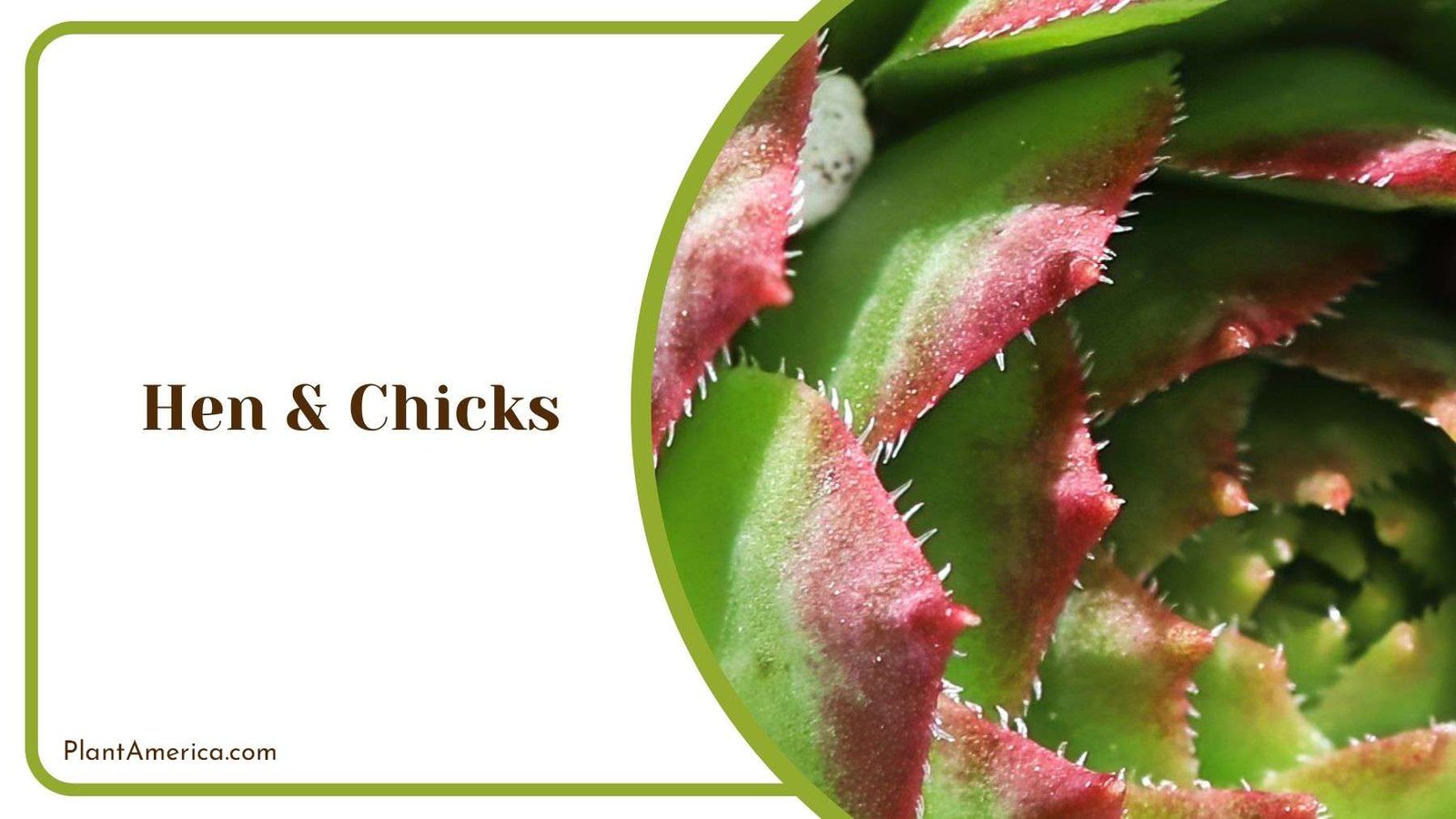 Hen Chicks Growing Tips Plant America