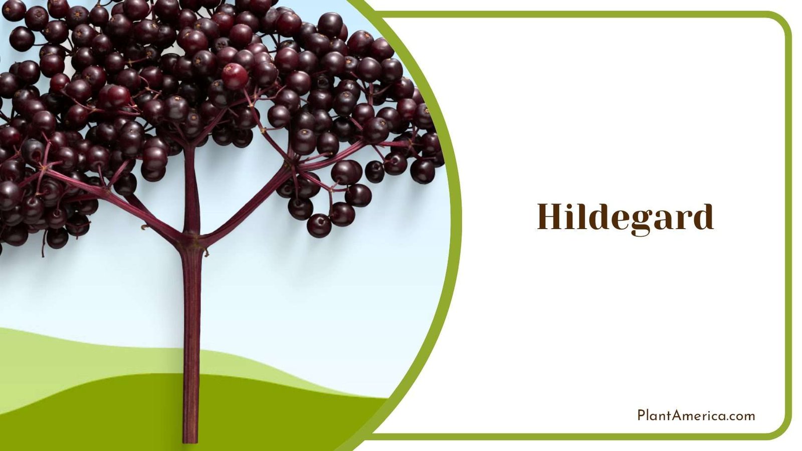 Hildegard Tiny Elderberry Plant America