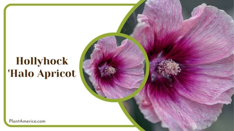 Hollyhock Halo Apricot Blooms Plant America