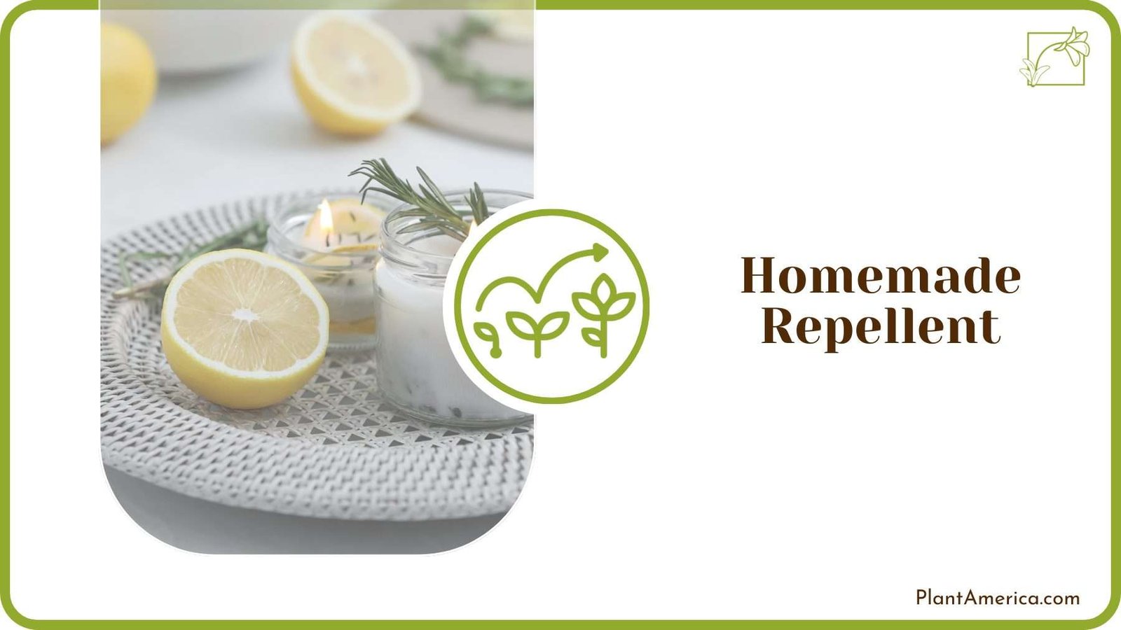 Homemade Repellent PlantAmerica