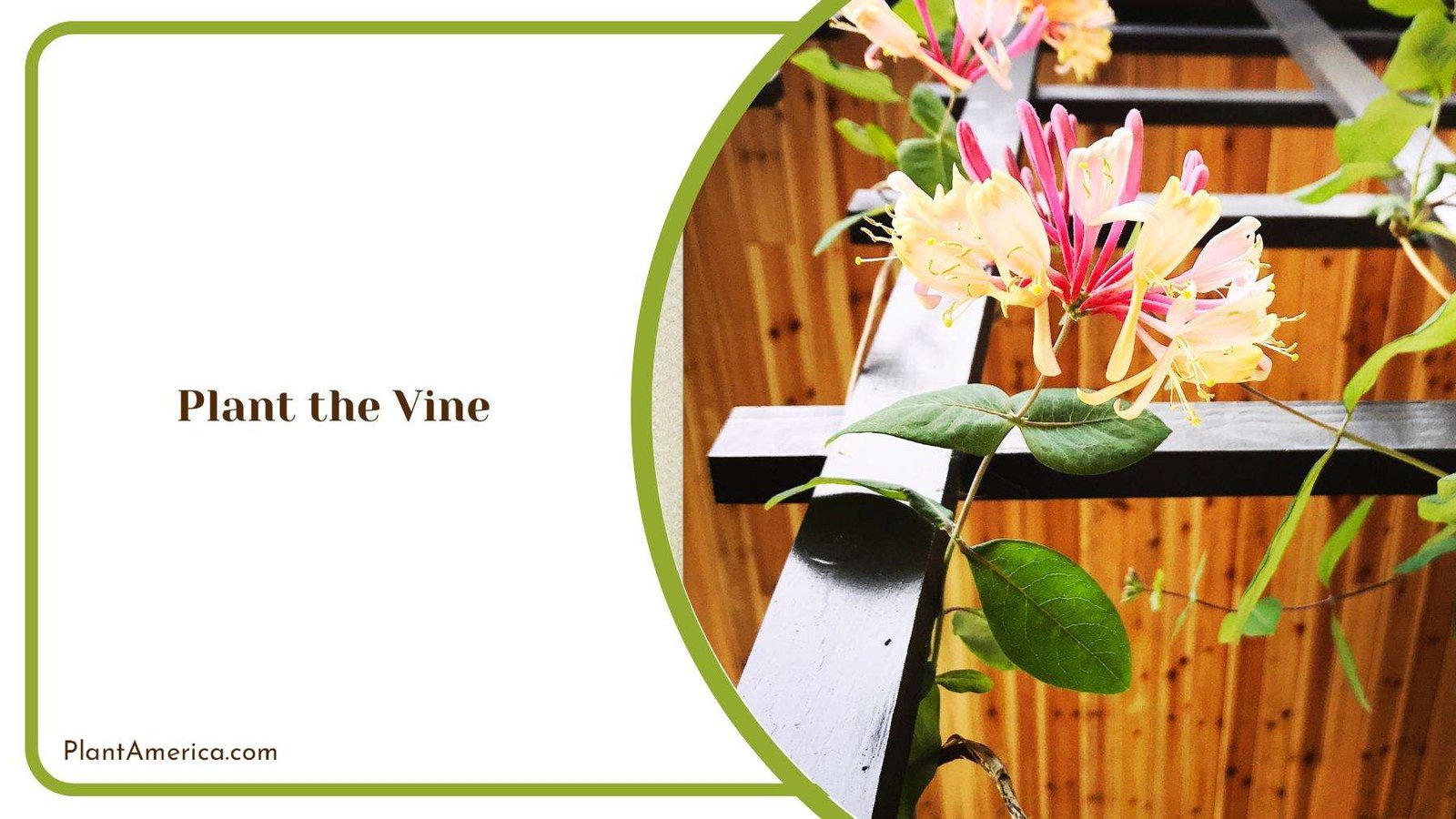 Honeysuckle Flower On a Wooden Vine Plant America