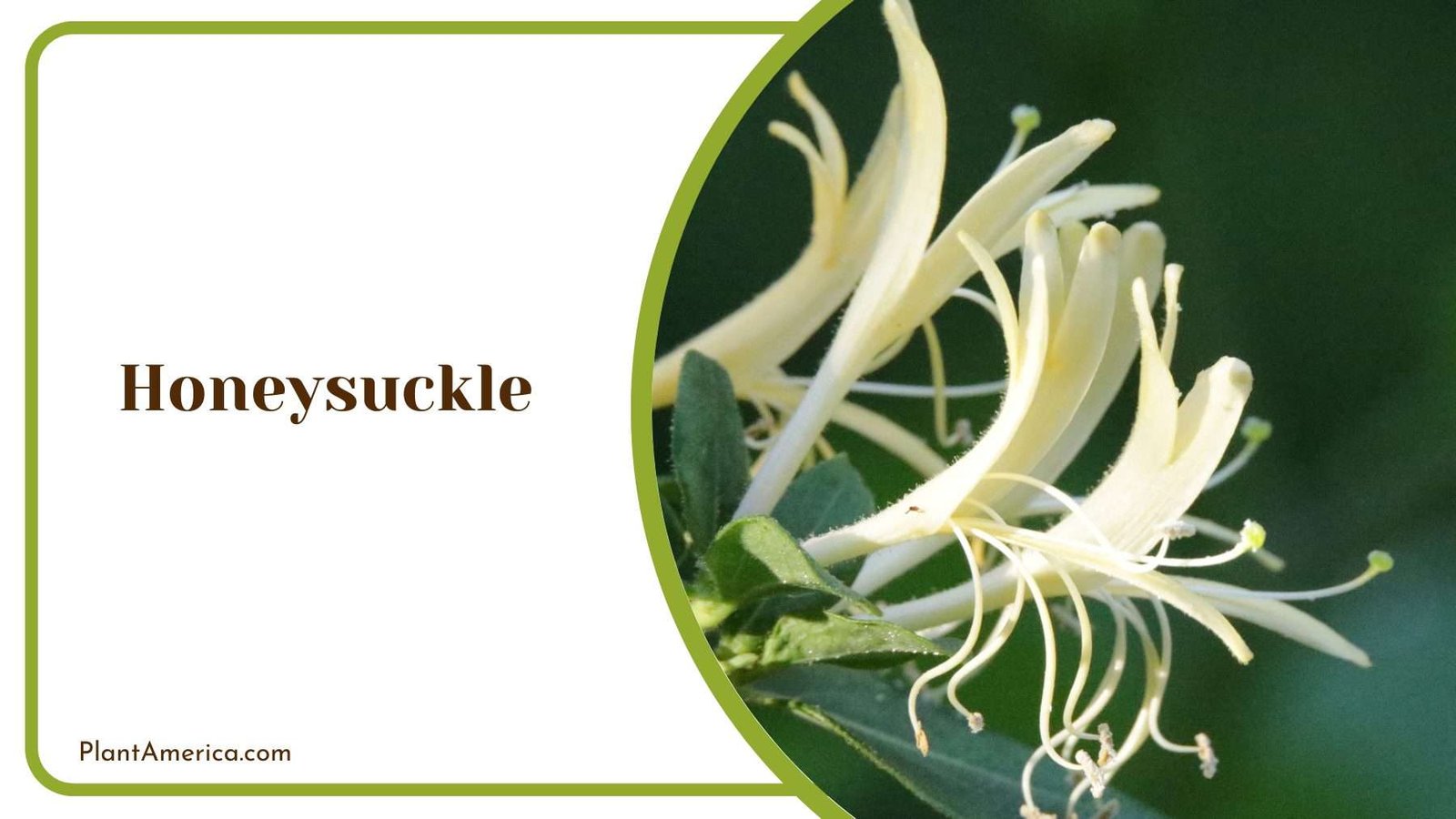 Honeysuckle In a Land Plant America