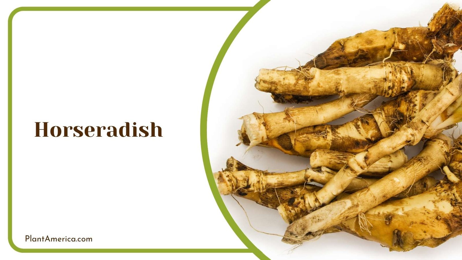 Horseradish Plant With Yellow Blooms Plant America