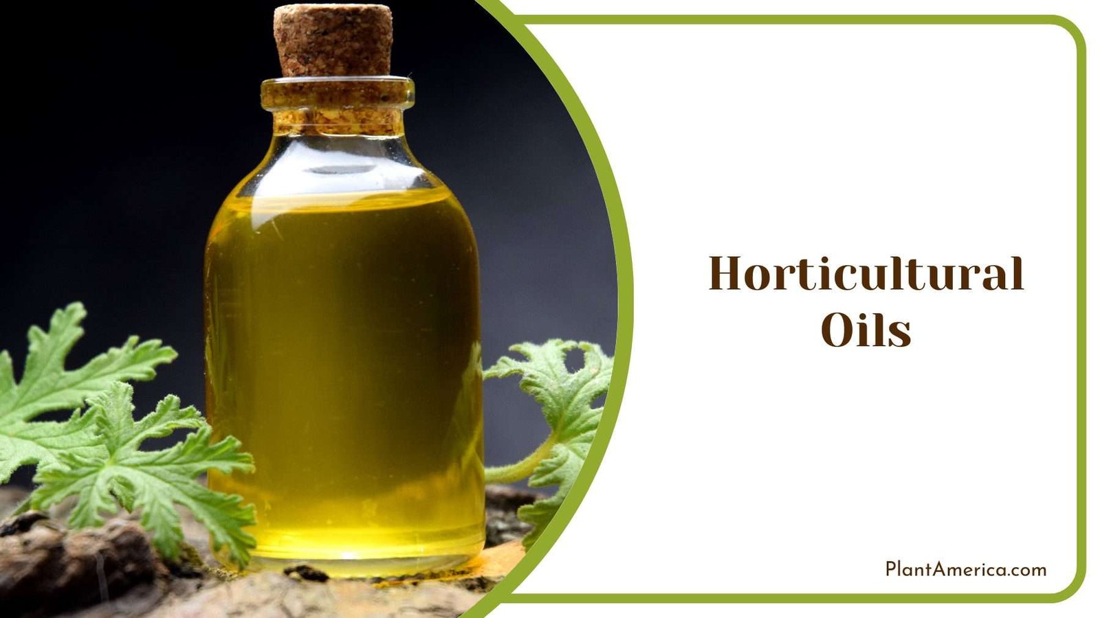 Horticultural Oils on Plants Plant America