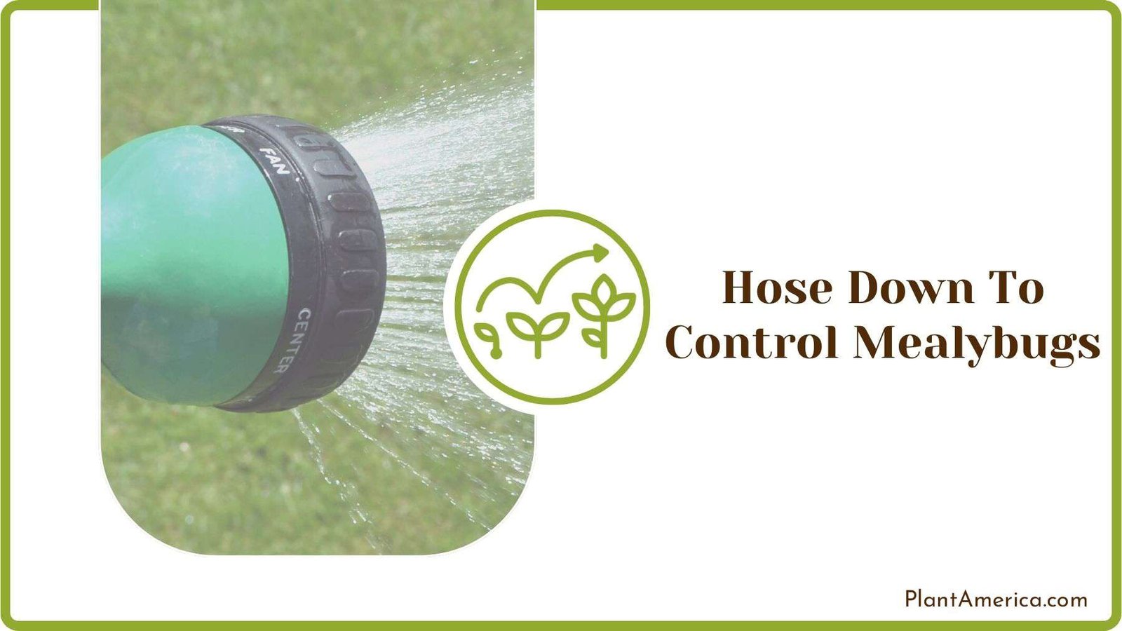 Hose Down To Control Mealybugs PlantAmerica Hose Down To Control Mealybugs PlantAmerica