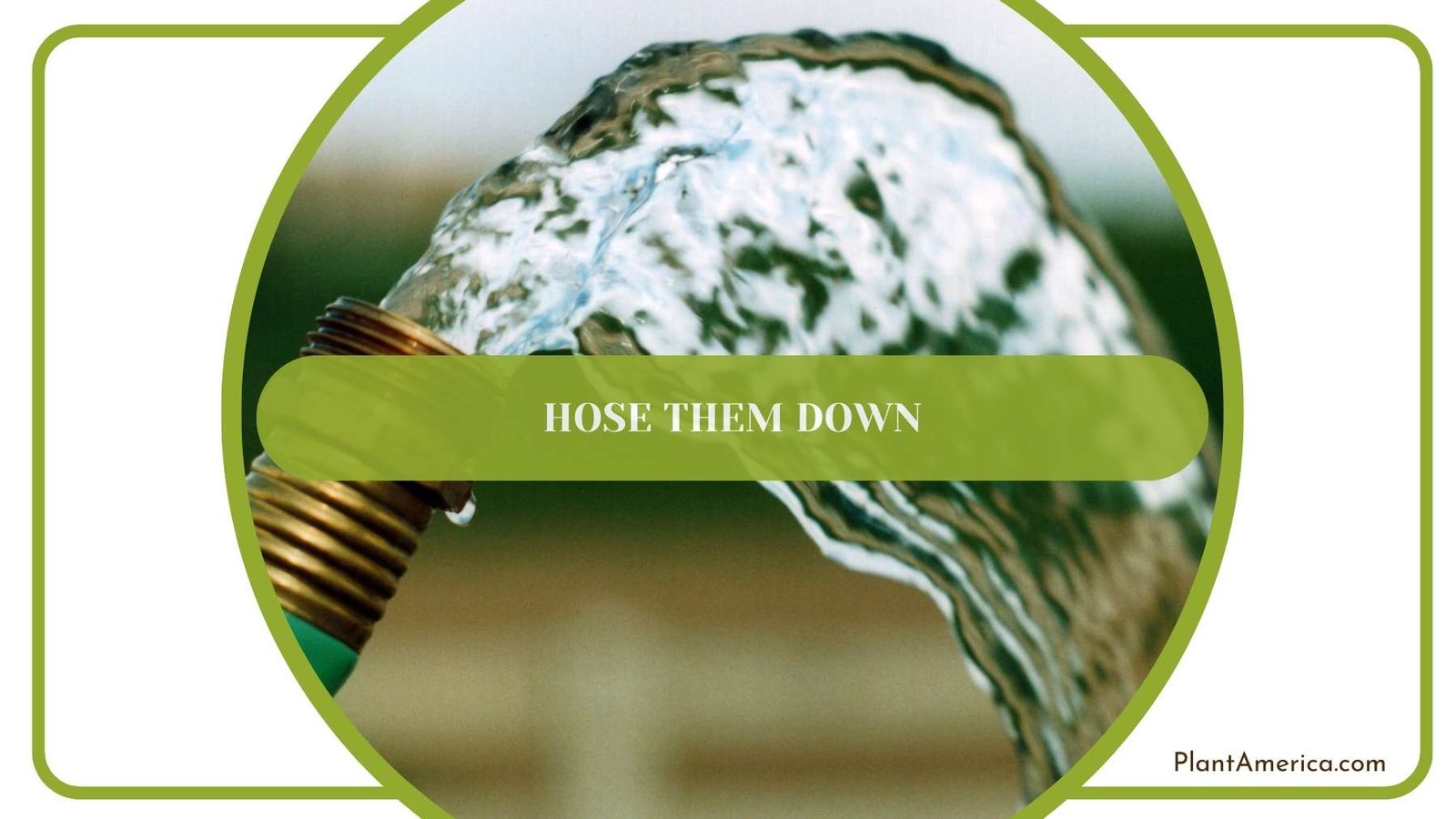 Hose Them Down Plant America