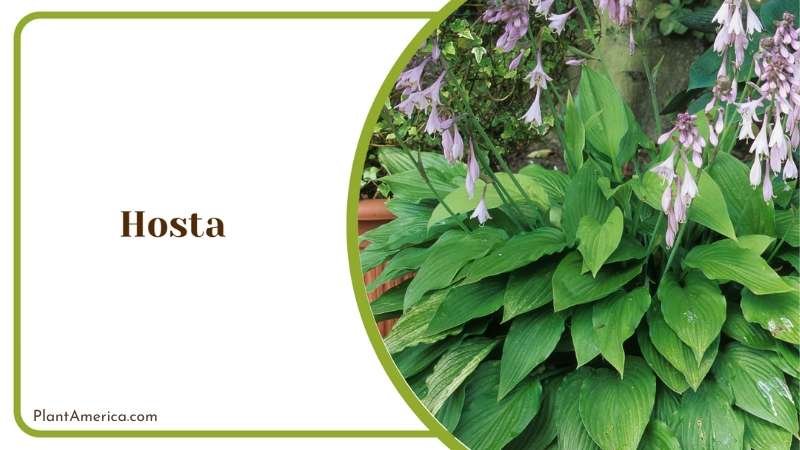 Hosta Green Leaves Plant America Hosta Green Leaves Plant America