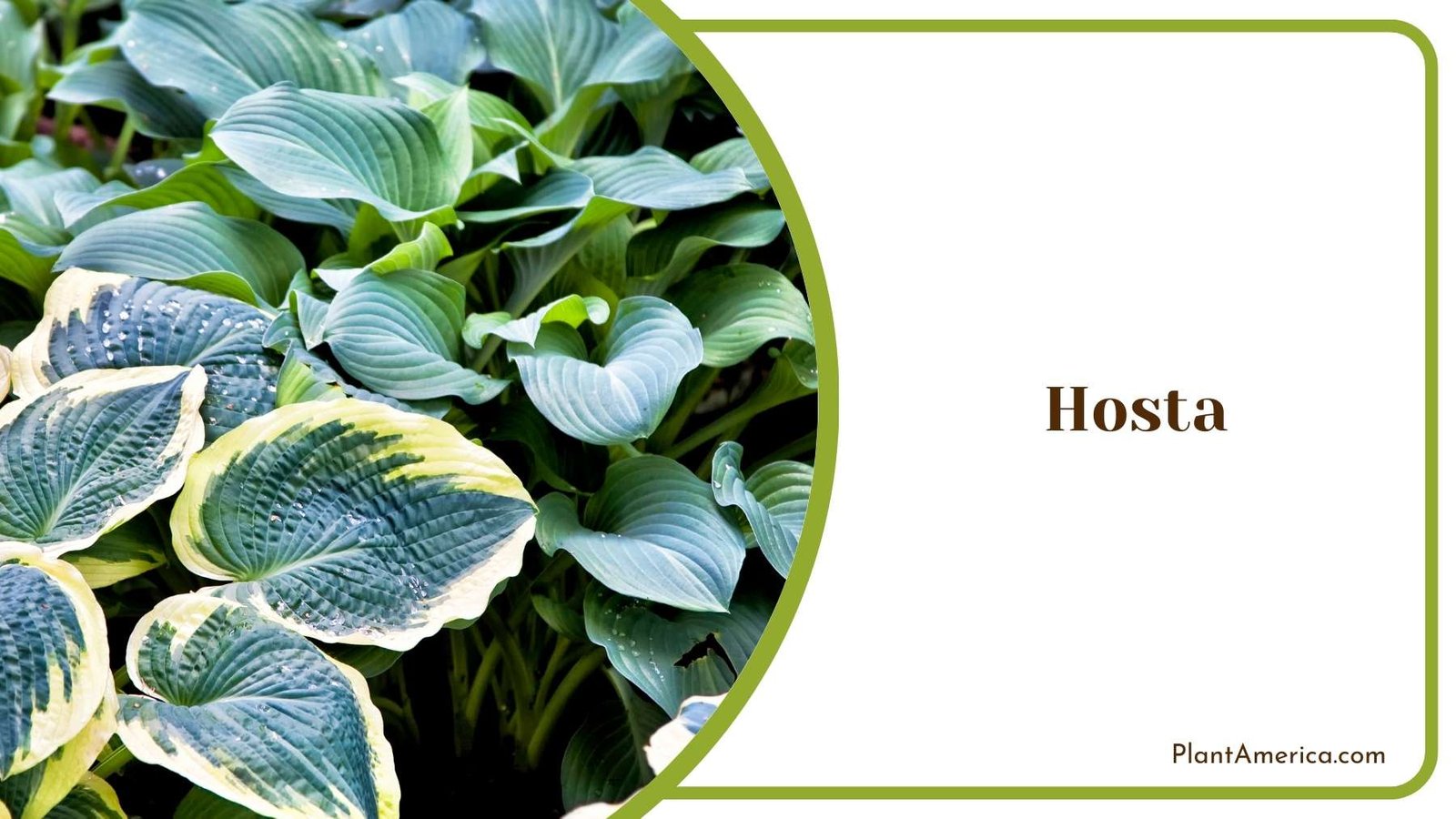Hosta Image Plant America