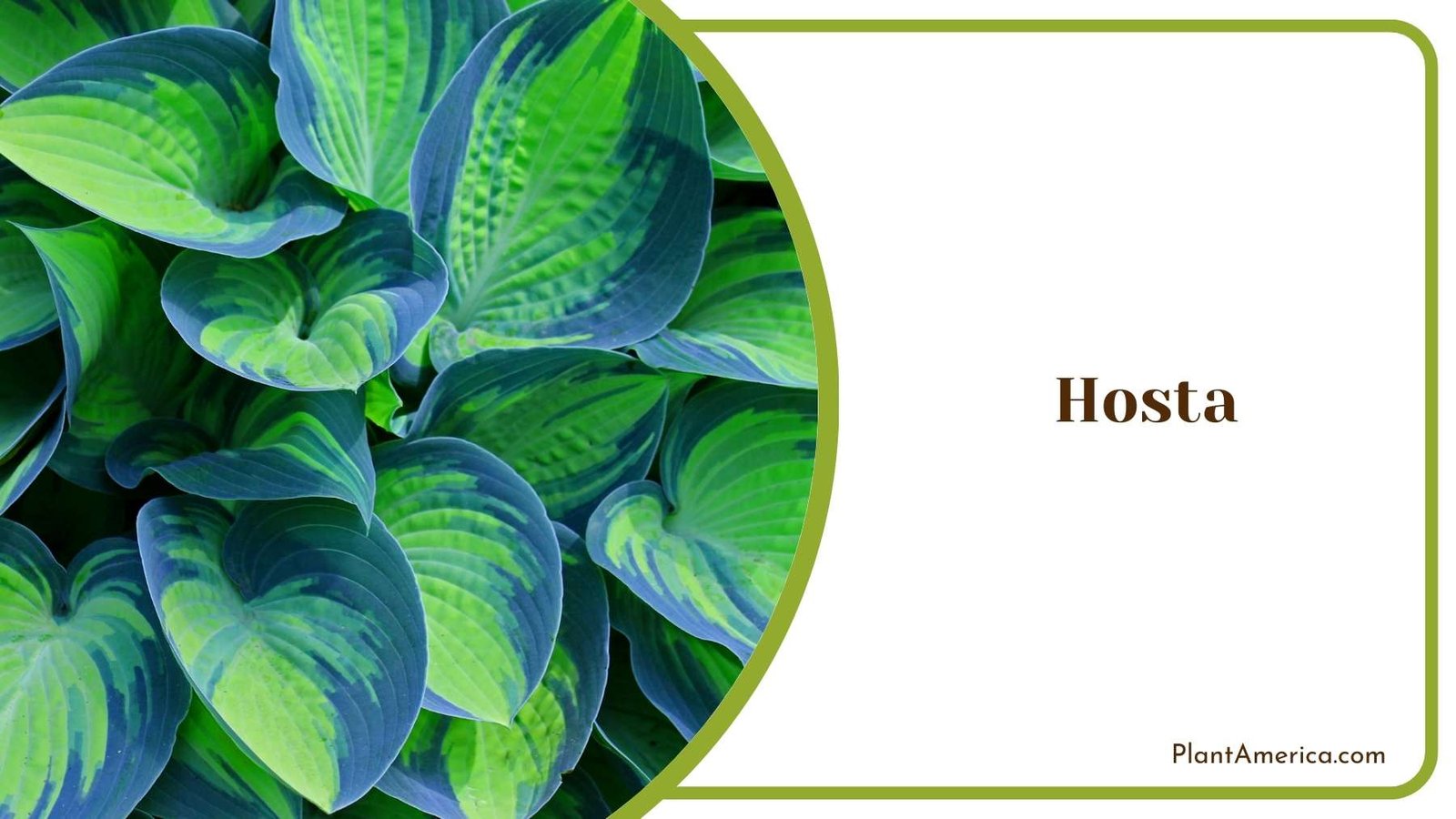 Hosta Plant Plant America