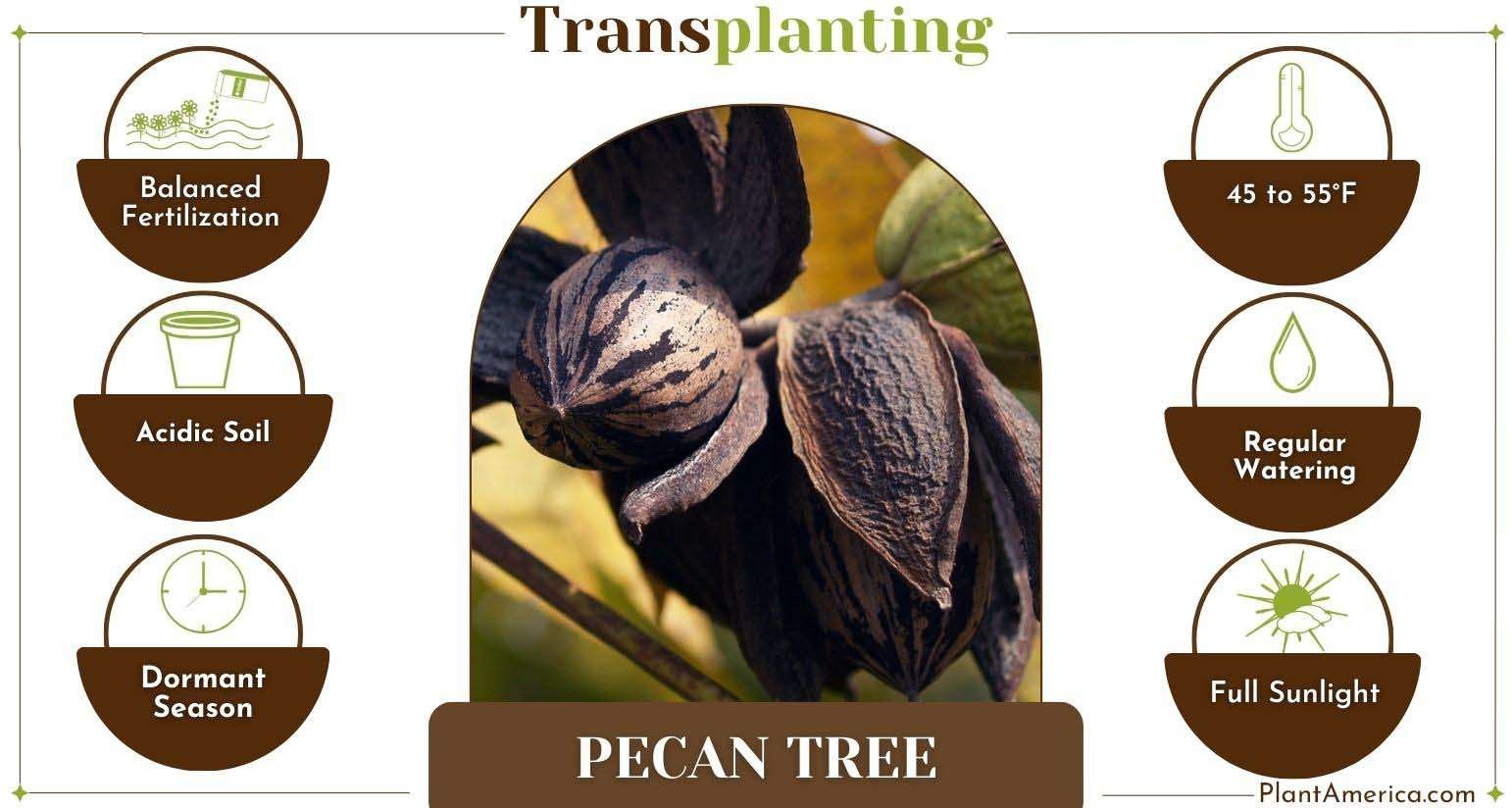 How to Transplant a Pecan Tree Infographic PlantAmerica How to Transplant a Pecan Tree: A Complete Easy Guide
