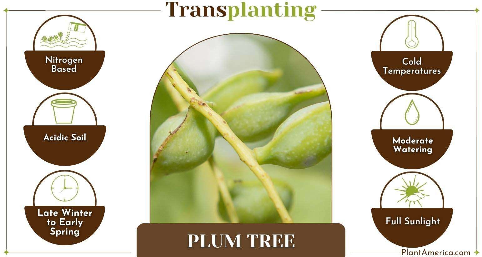 How to Transplant a Plum Tree Infographic PlantAmerica How to Transplant a Plum Tree: A Comprehensive Guide