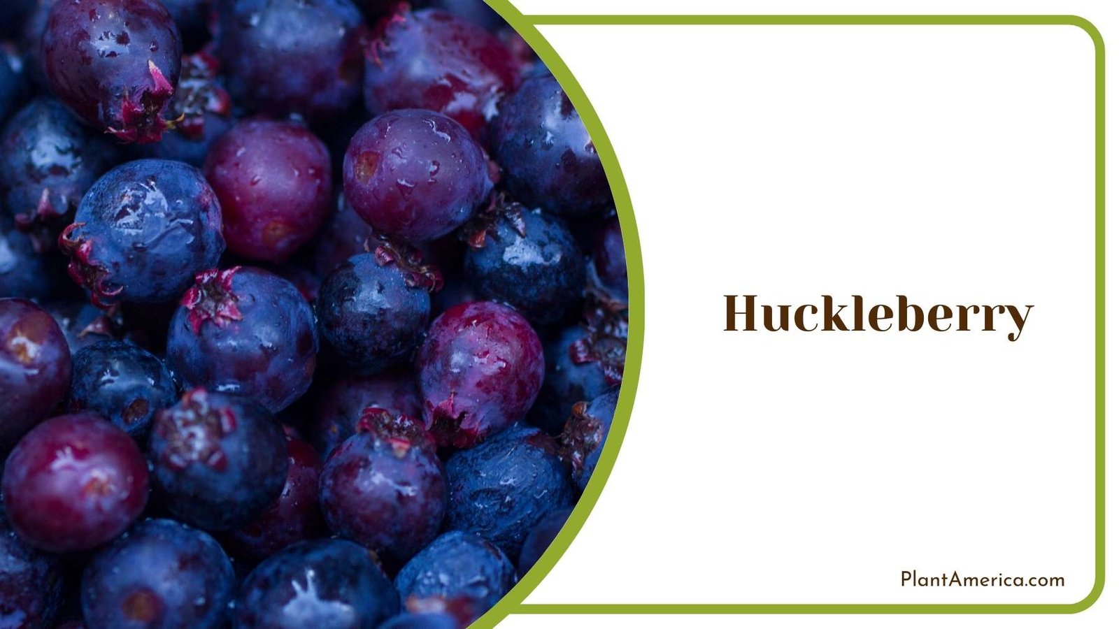 Huckleberry Plant America