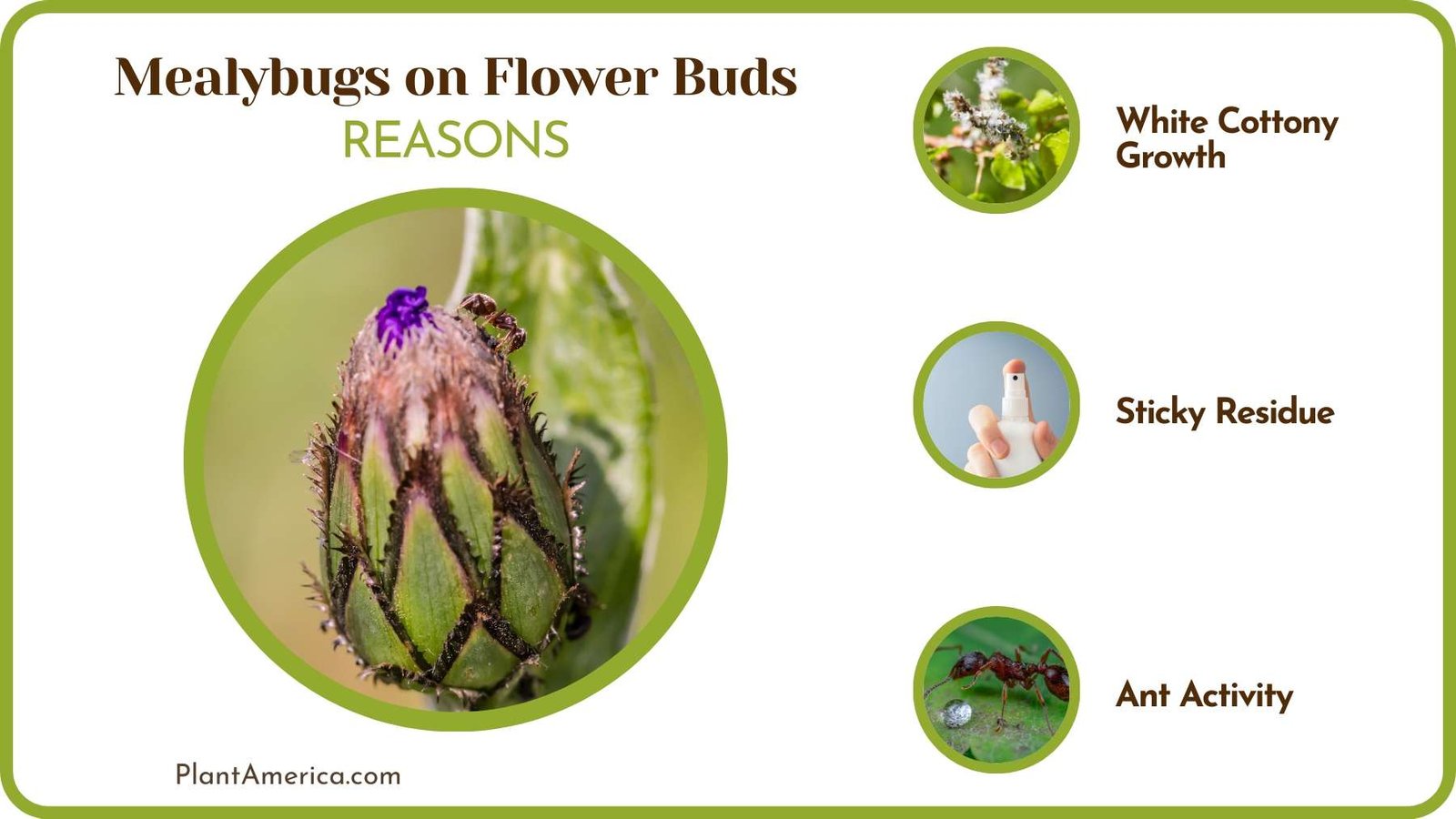 Identify Mealybugs on Flowers Plant America