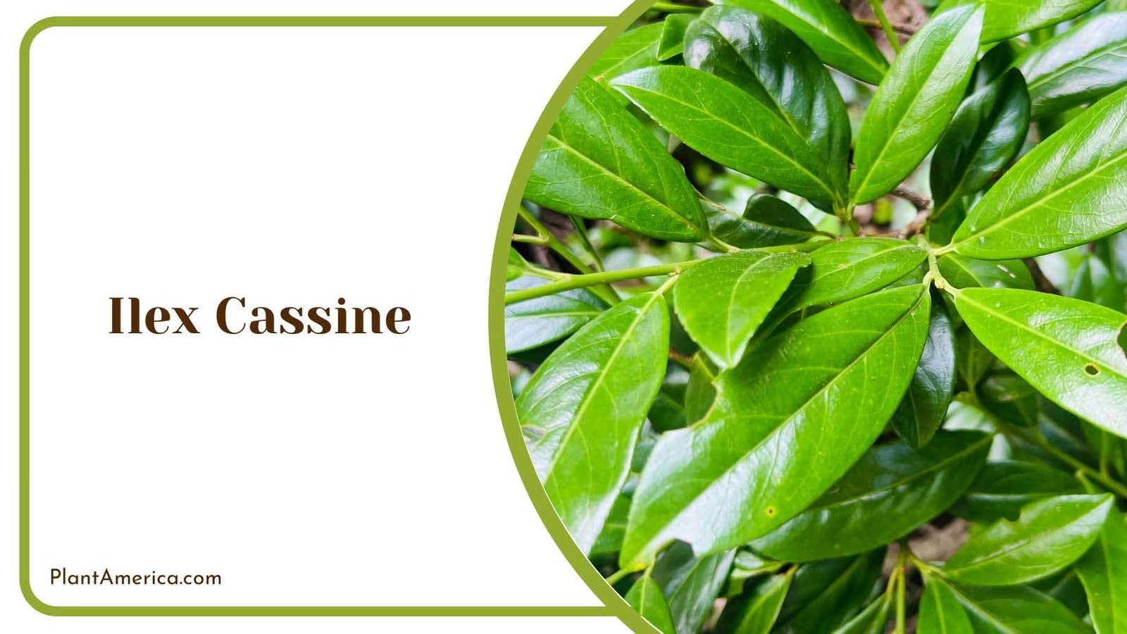 Ilex Cassine Glossy Leaves Plant America