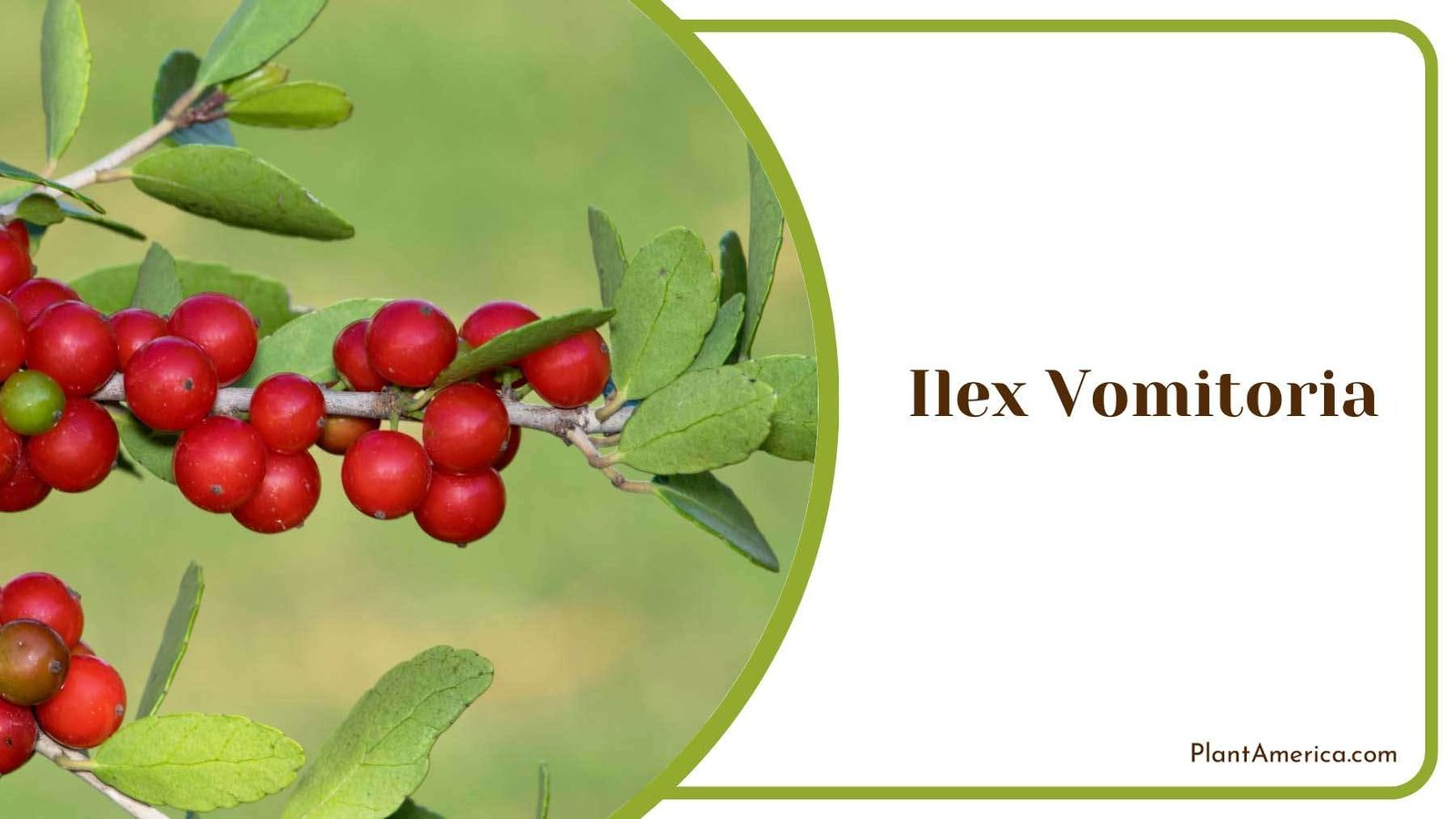 Ilex Vomitoria Evergreen Plant America