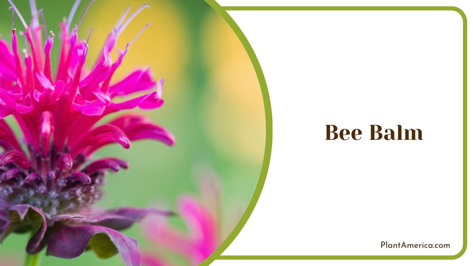 Image Of Bee Balm Plant America