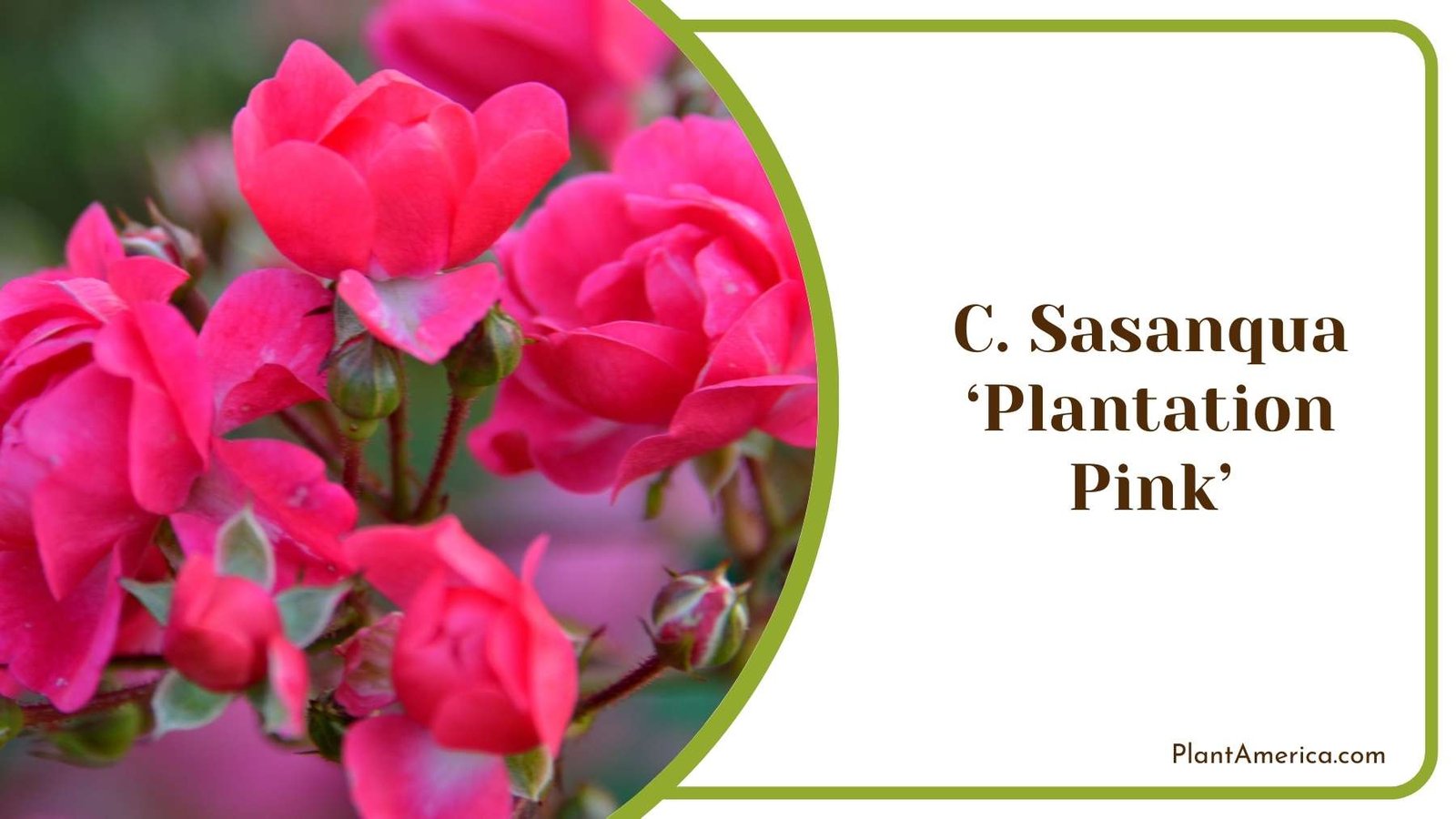 Image Of C Sasanqua ‘Plantation Pink Plant America Image Of C Sasanqua ‘Plantation Pink Plant America