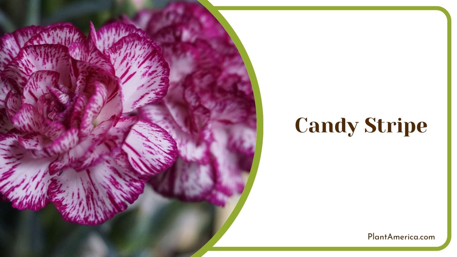 Image Of Candy Stripe Plant America
