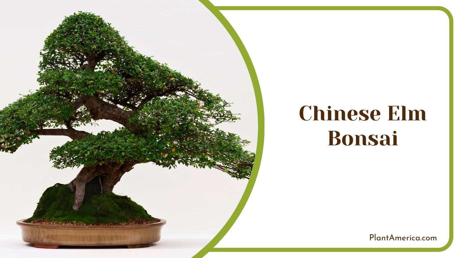 Image Of Chinese Elm Bonsai Plant America
