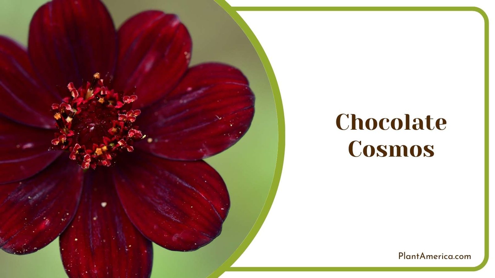 Image Of Chocolate Cosmos Plant America