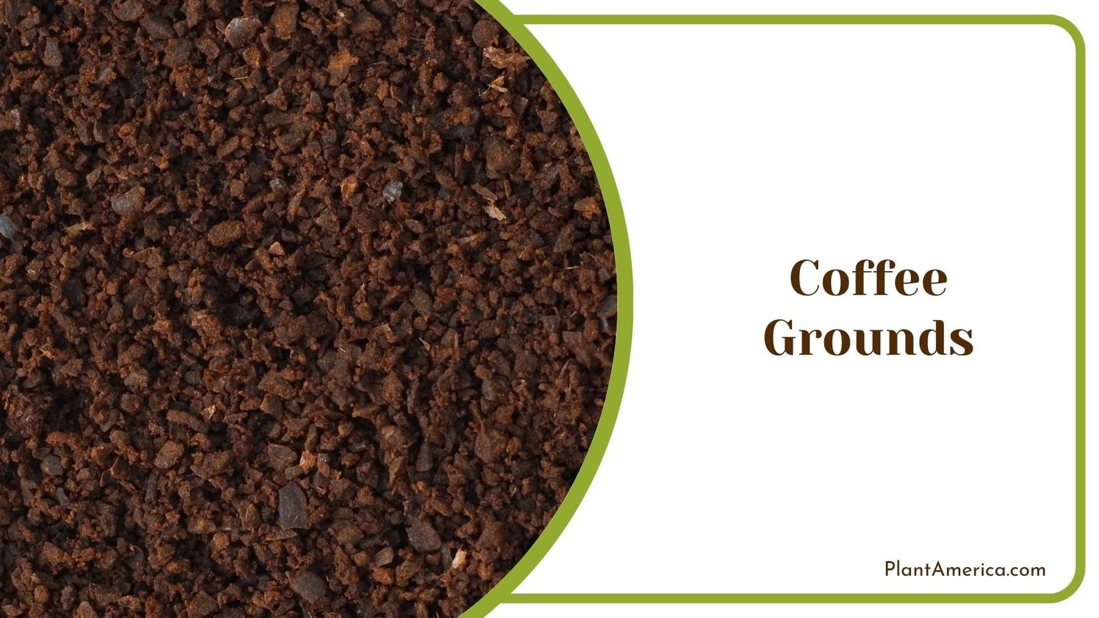 Image Of Coffee Grounds Plant America