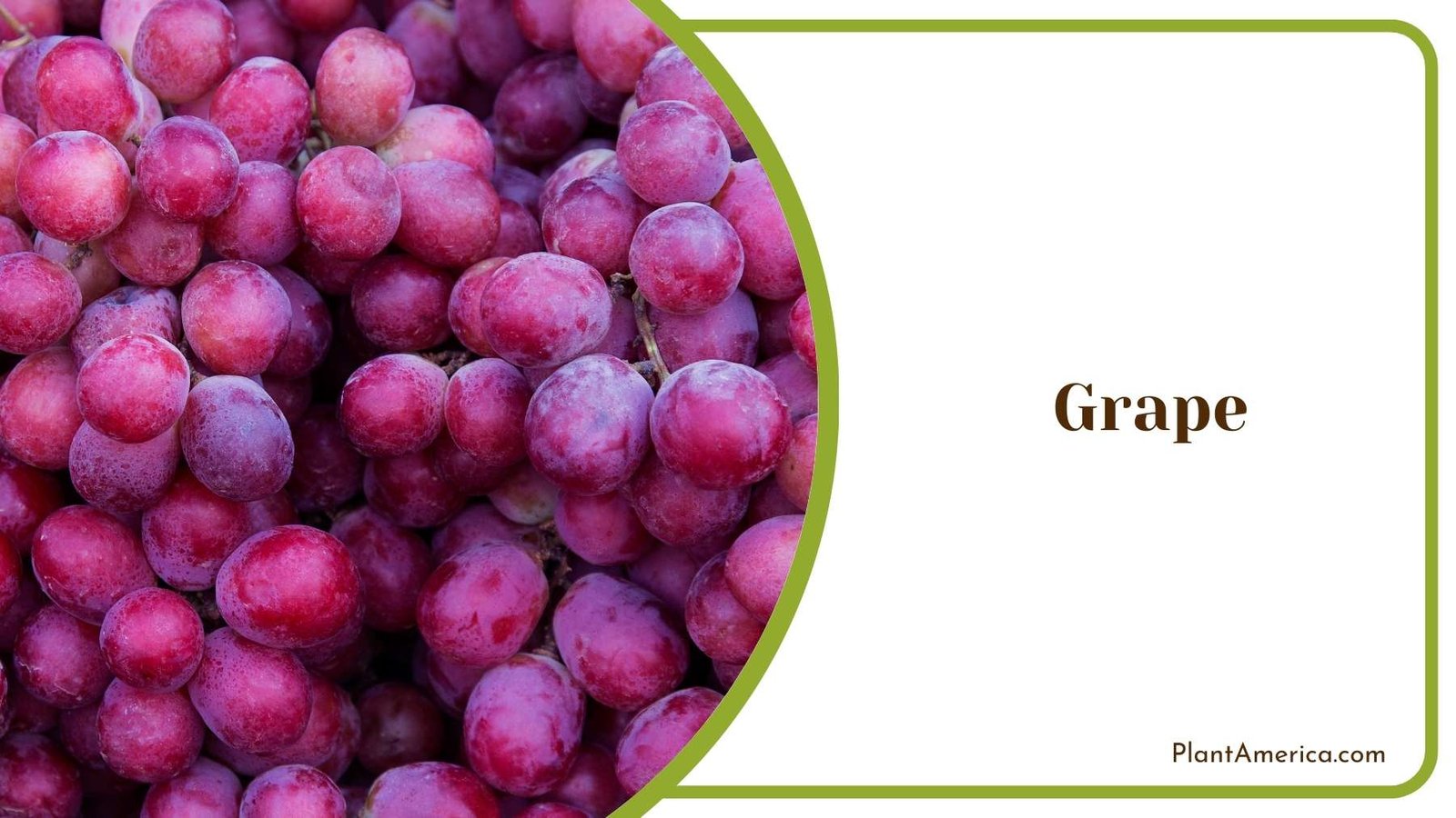Image Of Grape Plant America