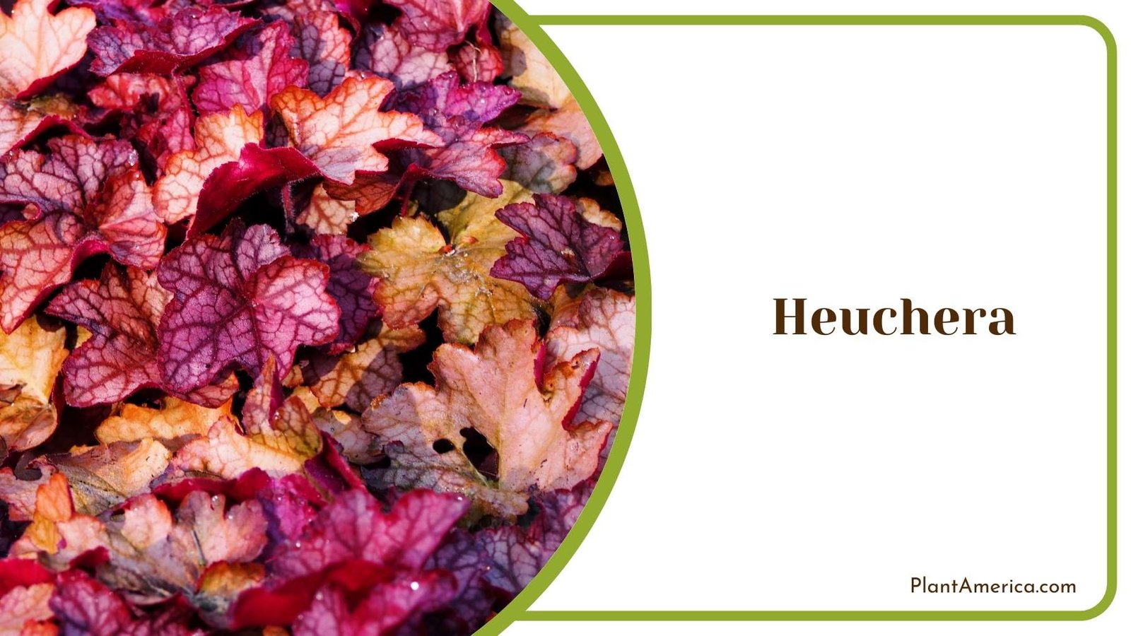 Image Of Heuchera Plant America