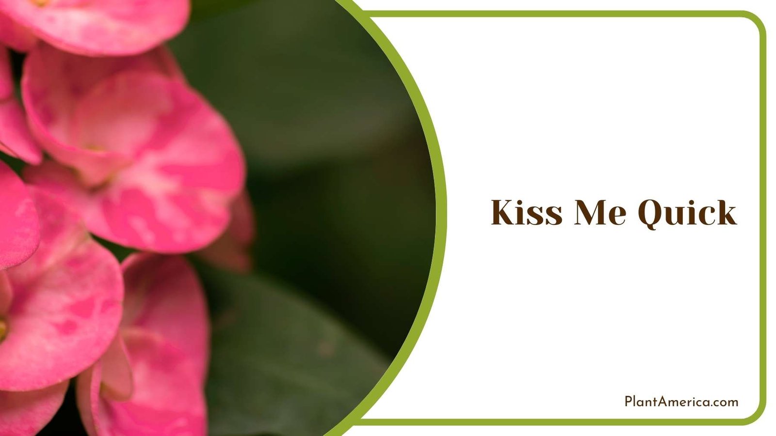 Image Of Kiss Me Quick Plant America