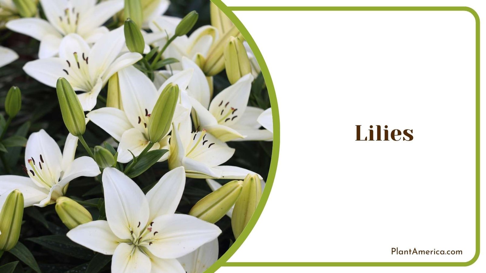 Image Of Lilies Plant America