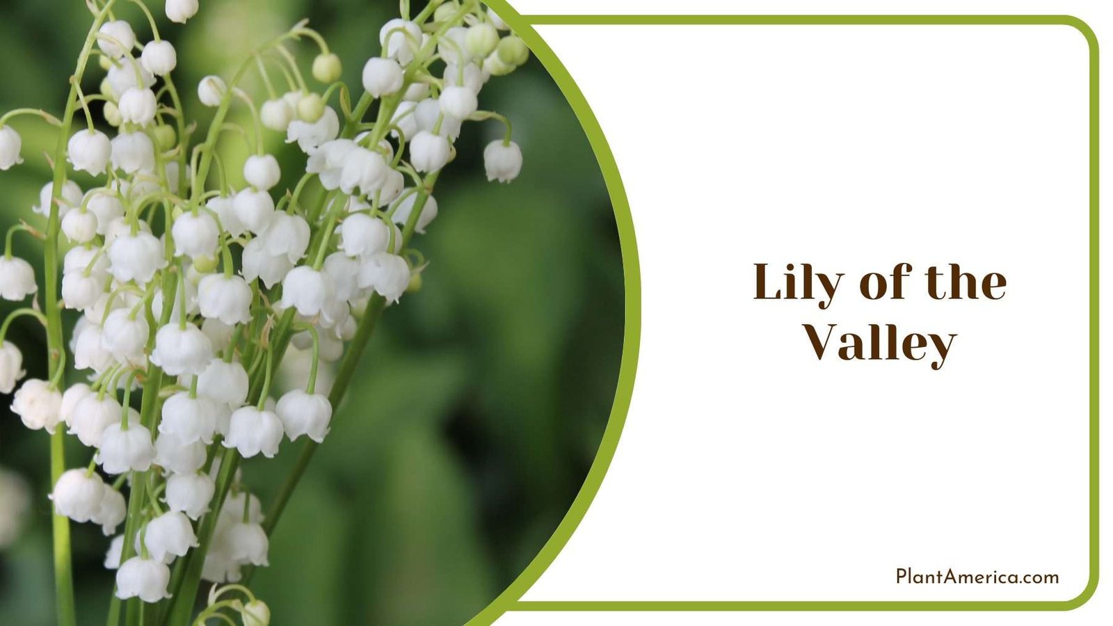 Image Of Lily of the Valley Plant America