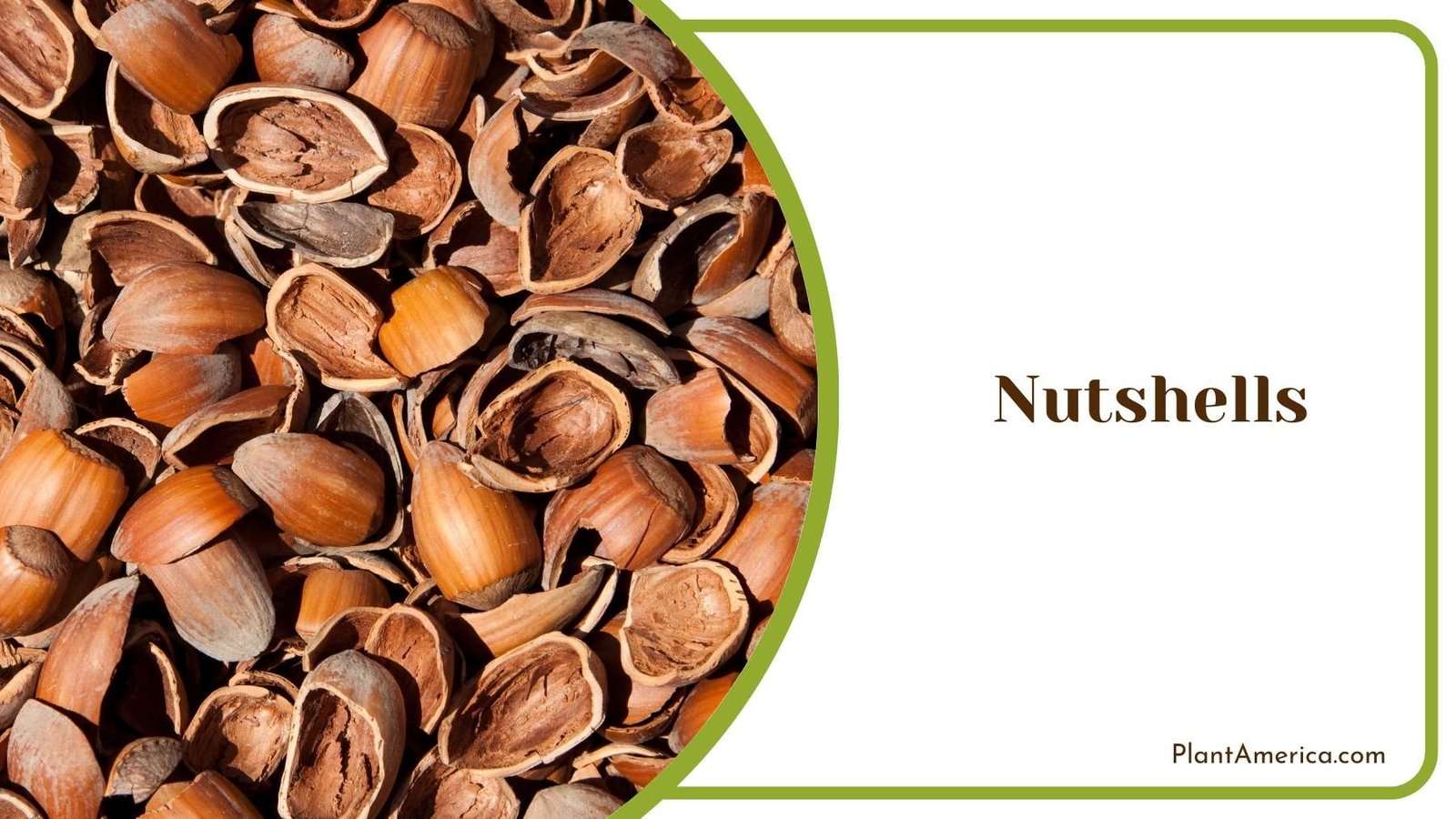 Image Of Nutshells Plant America Image Of Nutshells Plant America