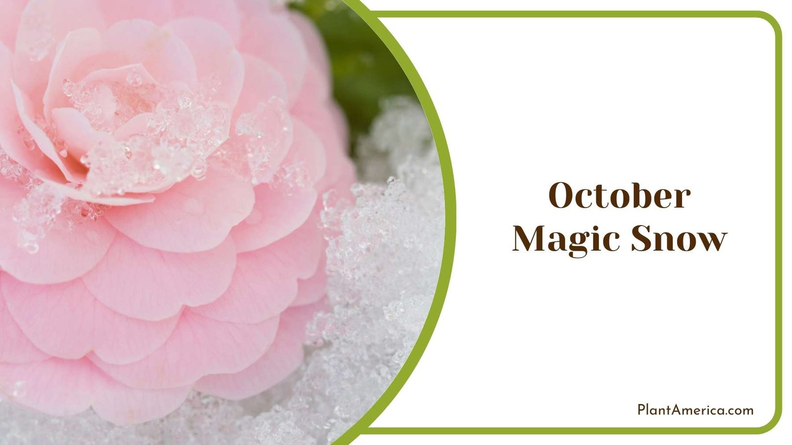 Image Of October Magic Snow Plant America