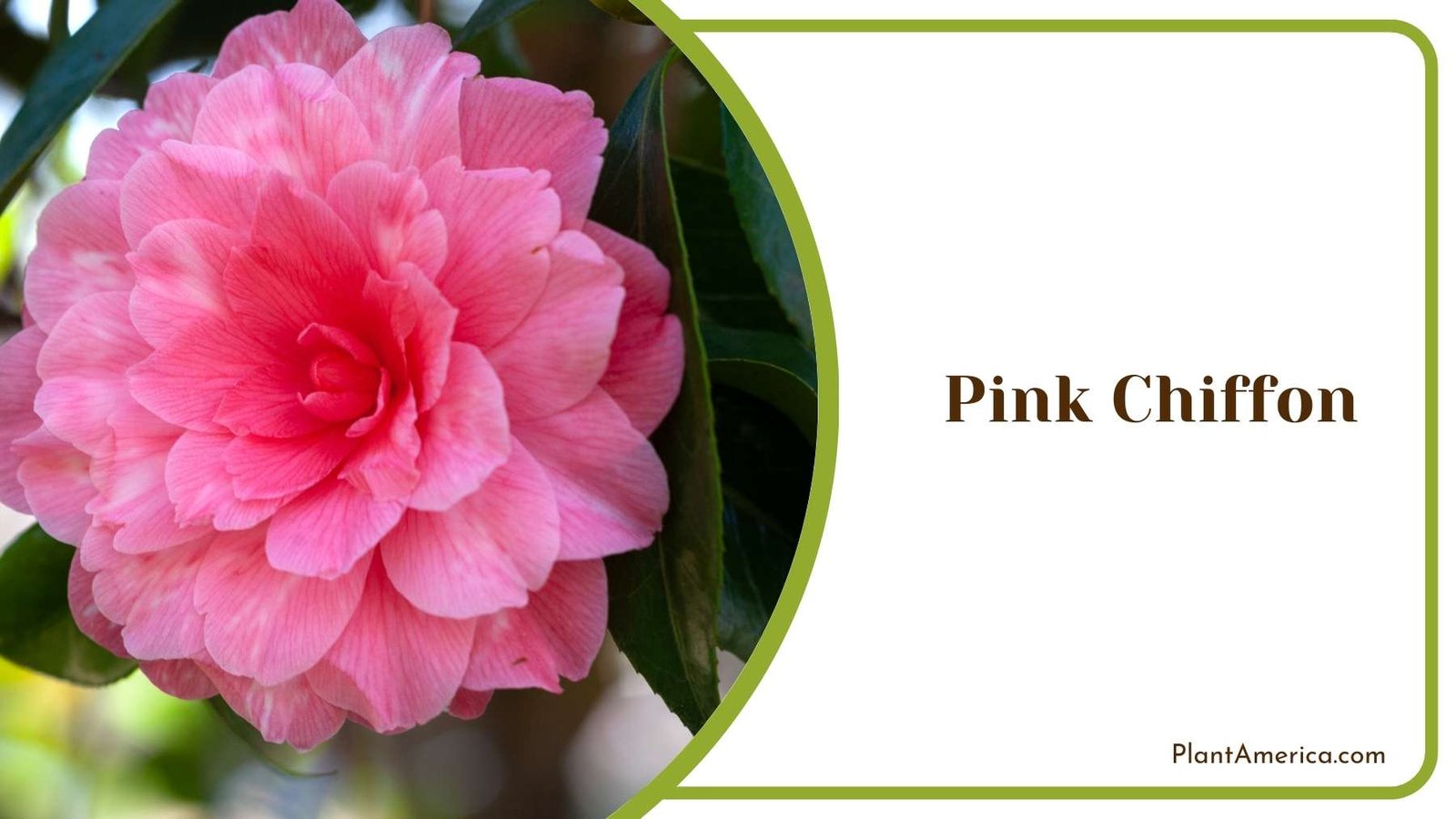 Image Of Pink Chiffon Plant America