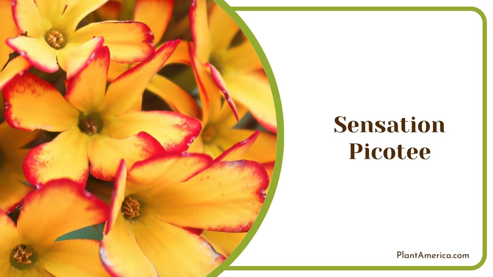 Image Of Sensation Picotee Plant America Image Of Sensation Picotee Plant America